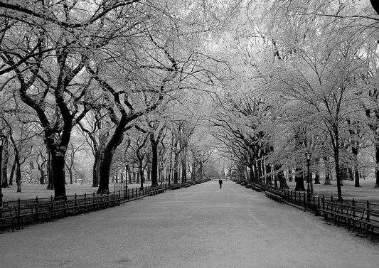 Spring In Central Park