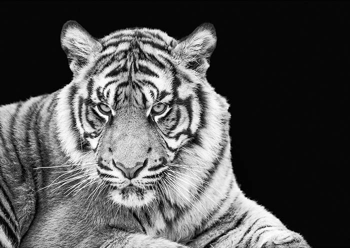 Sumatran Tiger
