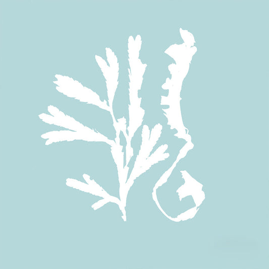 Seaweed II