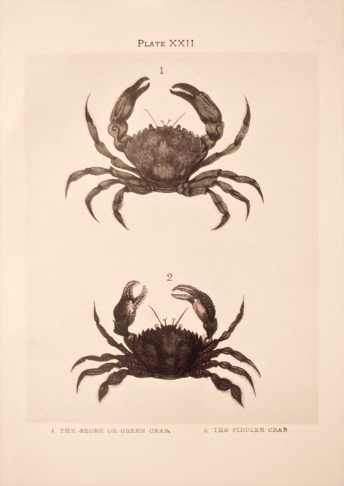 Shore and Fiddler Crab