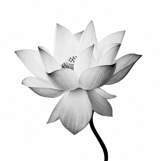 Transparent Lotus A