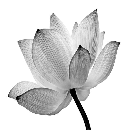 Transparent Lotus B