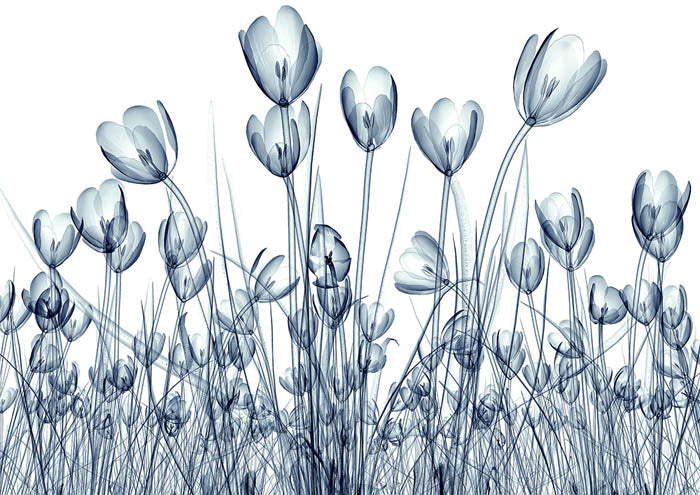 Transparent Tulips