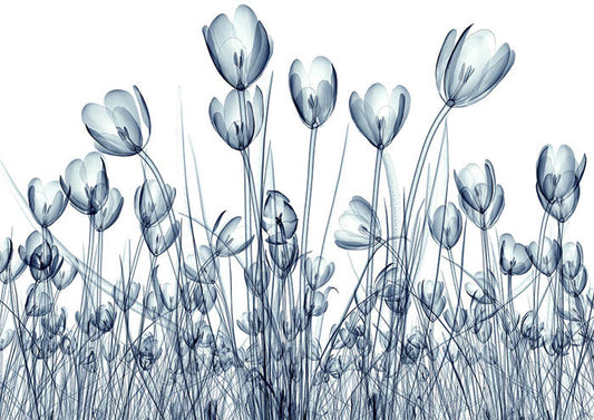 Transparent Tulips