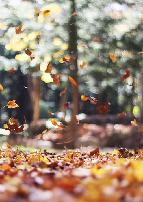 Tumbling Leaves