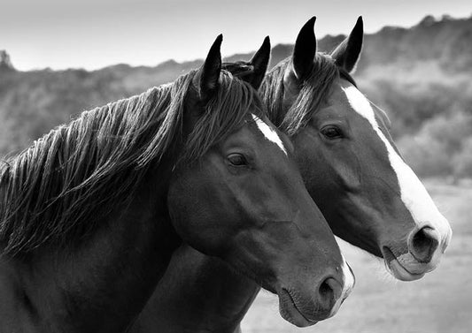 Two Beautiful Horses