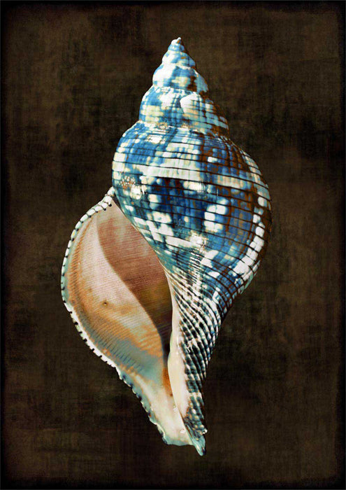 Ocean Treasure III