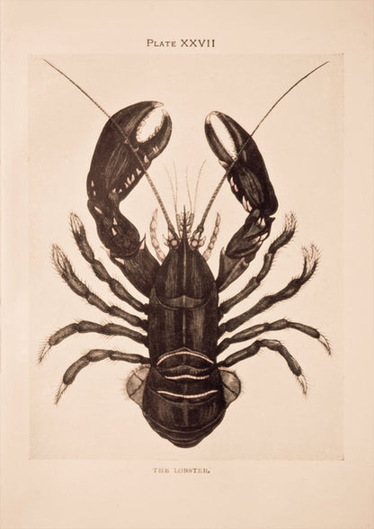 Vintage Lobster