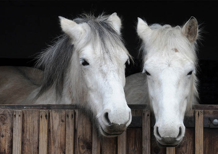 White Horses
