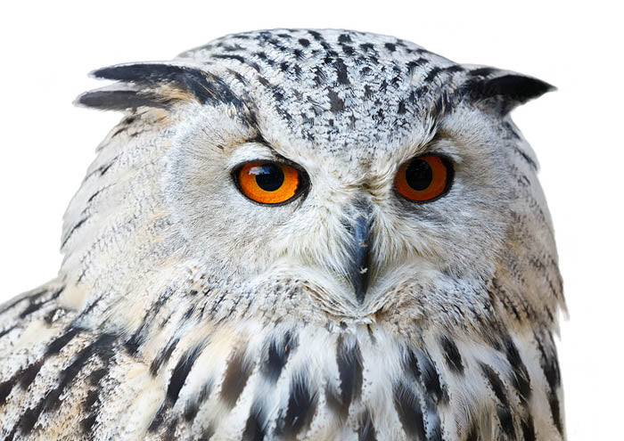 White Owl