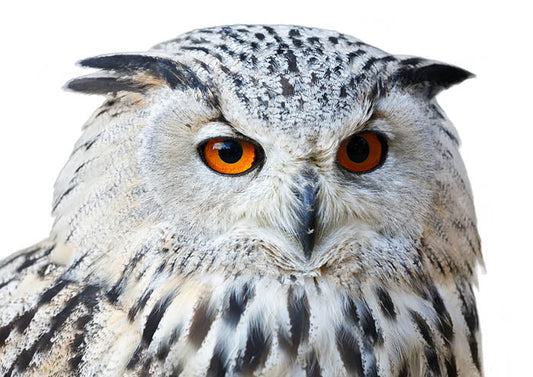 White Owl