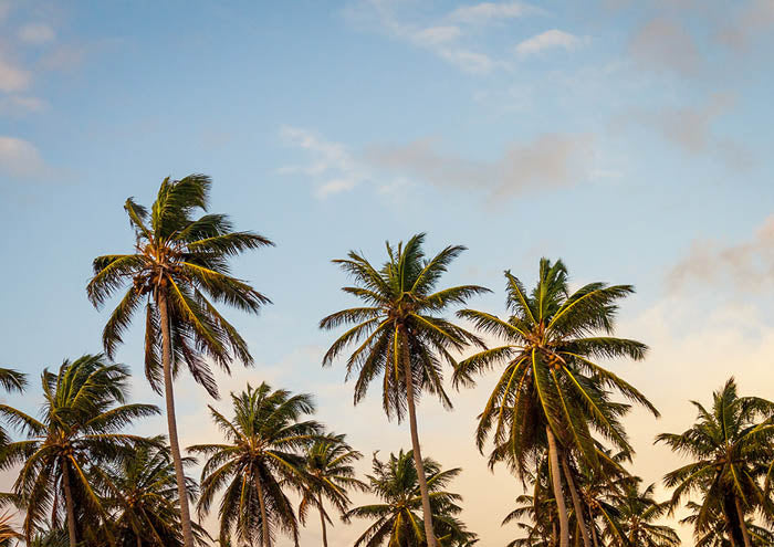Windy Palms