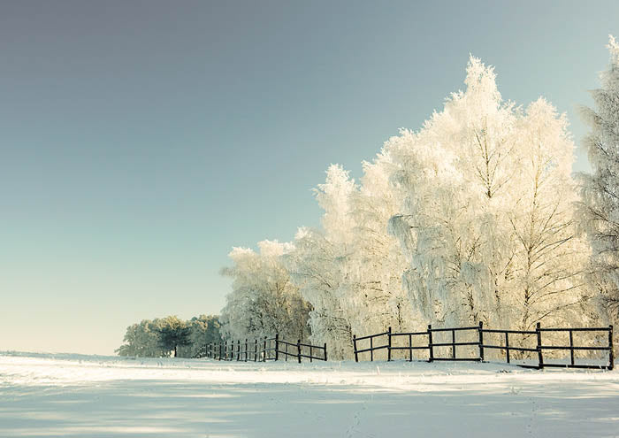 Winter Meadow