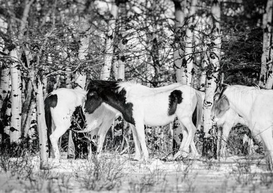 Winter Herd
