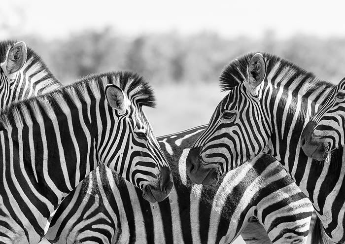Zebra Herd