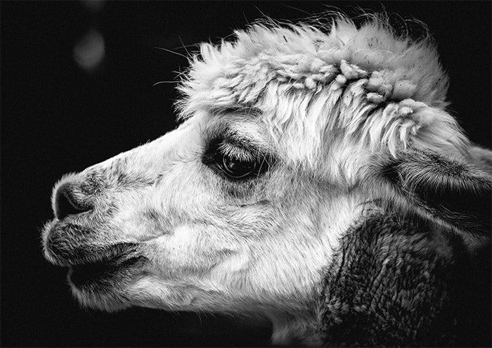 Alpaca