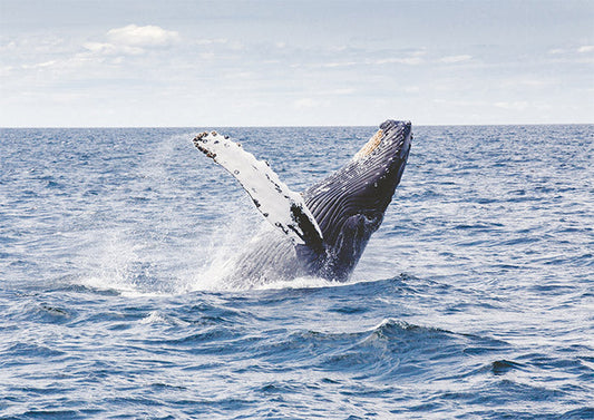 Breach