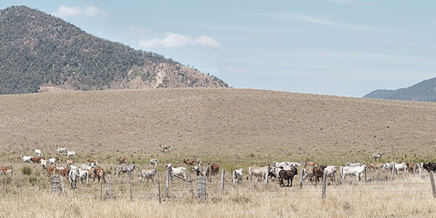 Cattle in Pasture II