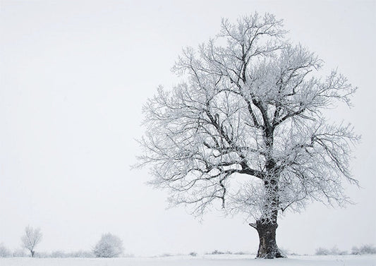 Distant Tree