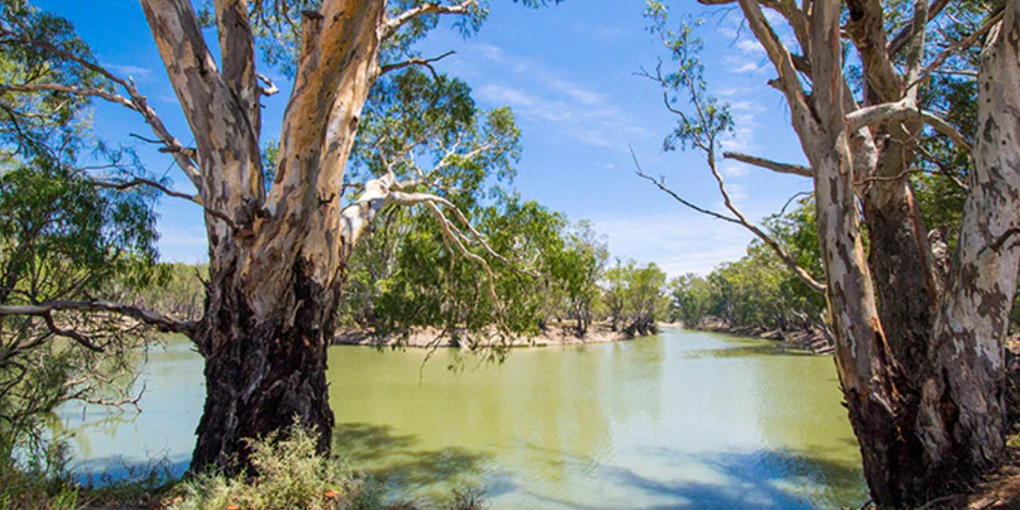 Eucalypt Water View