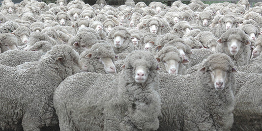 My Flock