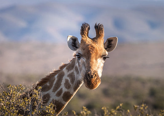 Giraffe