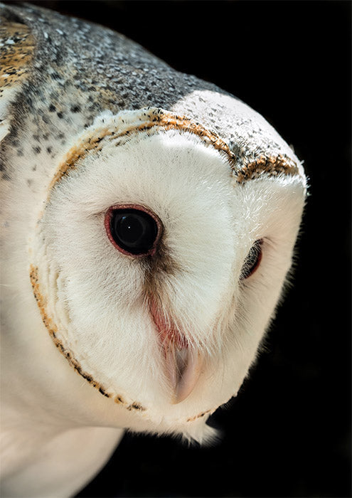 Grass Owl
