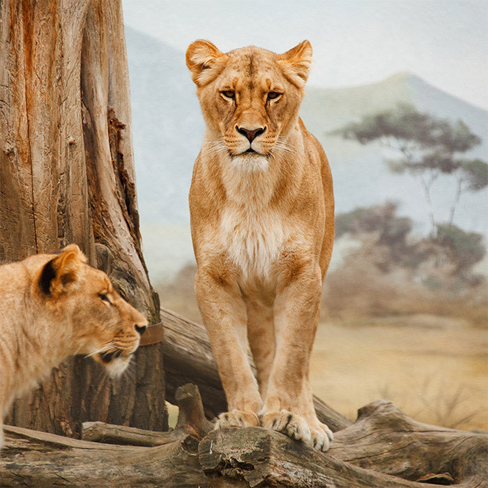 Lions