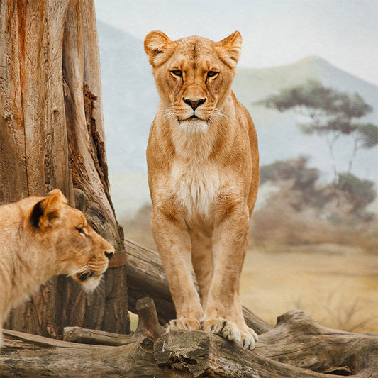 Lions