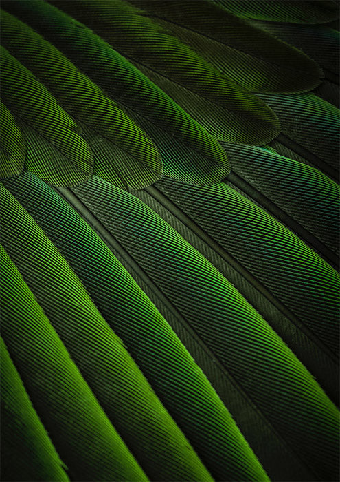 Lush Feathers 1