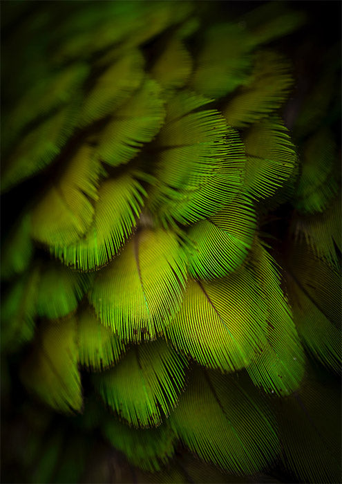 Lush Feathers 2