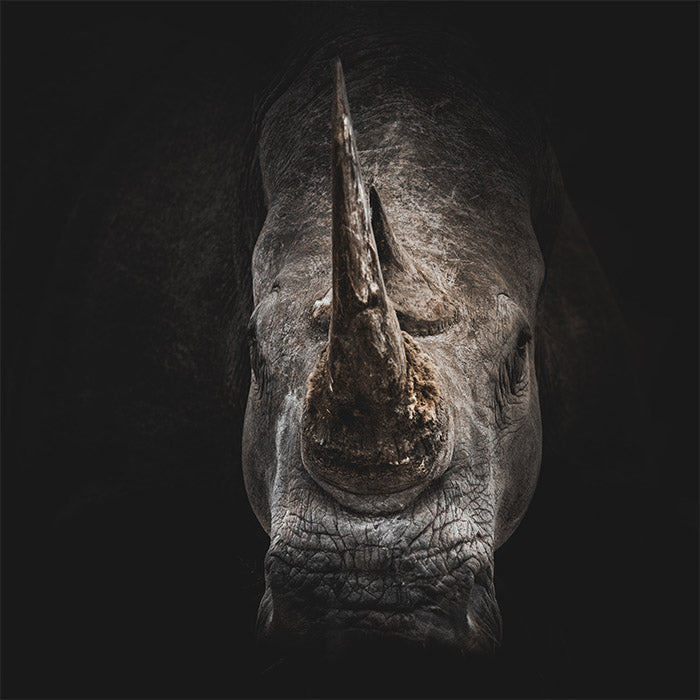 Rhino