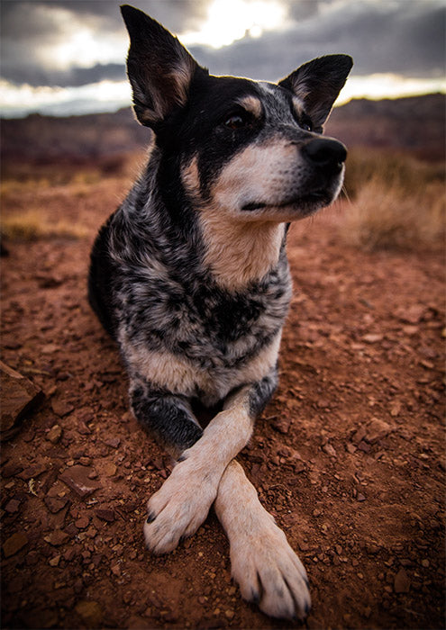 Simba