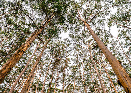 Tall Gums
