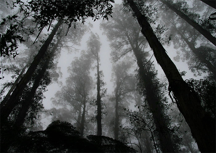 Tall Timbers