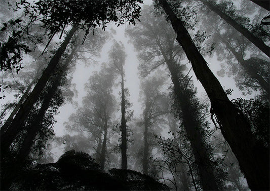 Tall Timbers