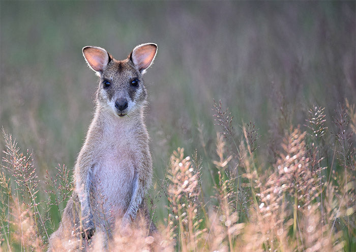 Wallaby