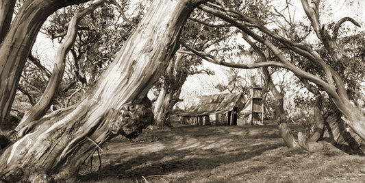 Wallace Hut Gums Sepia